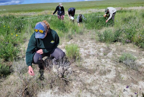 A clearing of nearly bare dirt surrounded by low, green vegetation. A person wearing a hat is crouched down touching a plant