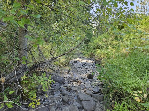 A dry stream bed with dense vegetation on banks