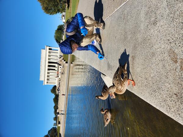 AIV sampling at Lincoln Memorial