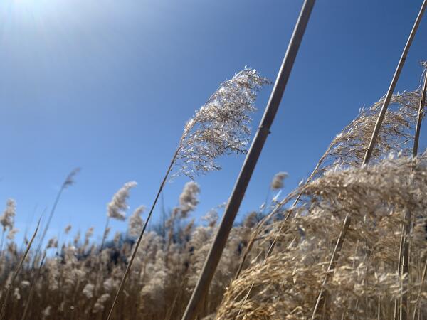 The fluffy head of a Phragmites plant in a wetland on a sunny day