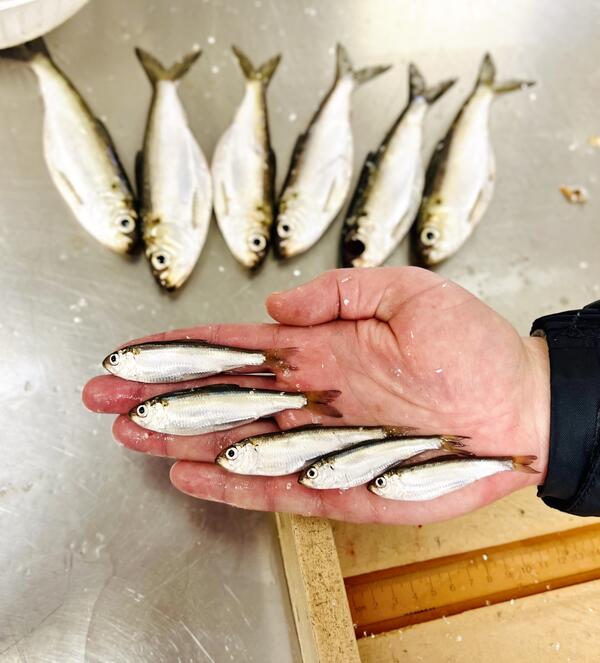 Five Alewife on a hand with six more on a table behind the hand