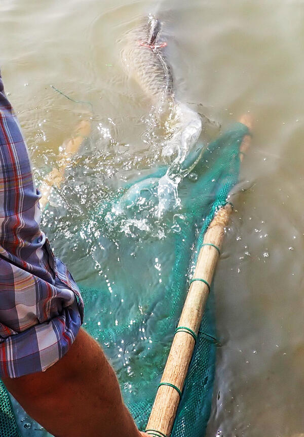 A man releasing a grass carp from a net between two poles