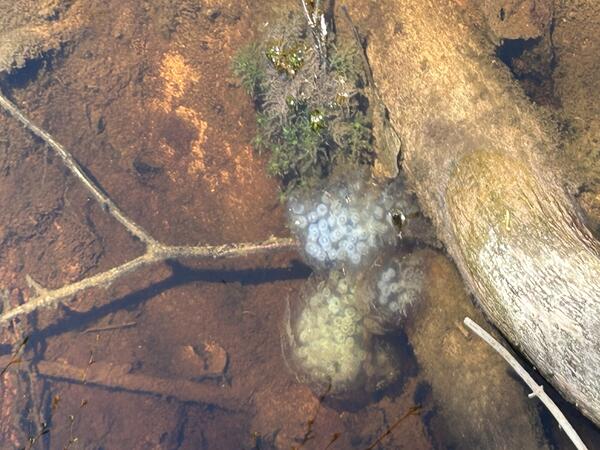 Clutches of eggs next to a log in a vernal pool in Lake Superior