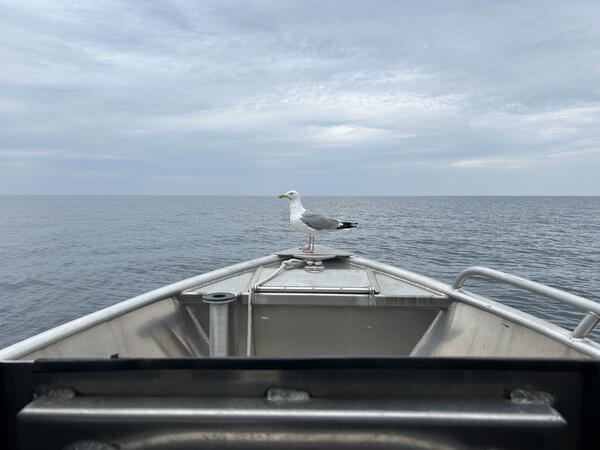 A gull riding on the bow of a small research vessel in northern Lake Huron under cloudy skies