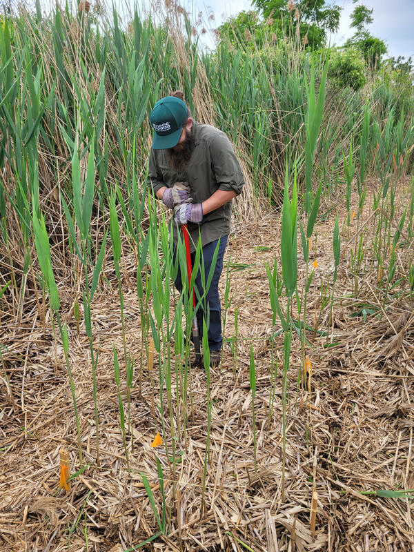 Researcher in a large Phragmites stand using a tool to cut the roots