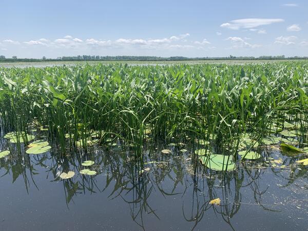 A patch of vegetation in a marsh on a sunny day