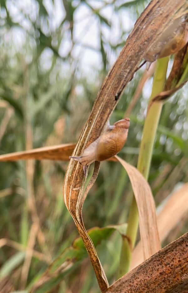 An ambersnail on a withering Phragmites leaf