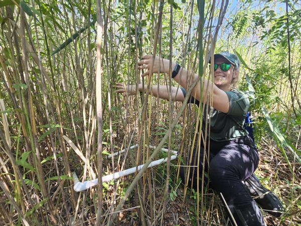 Researcher counting invasive Phragmites stems in plastic sampling quadrant in a wetland