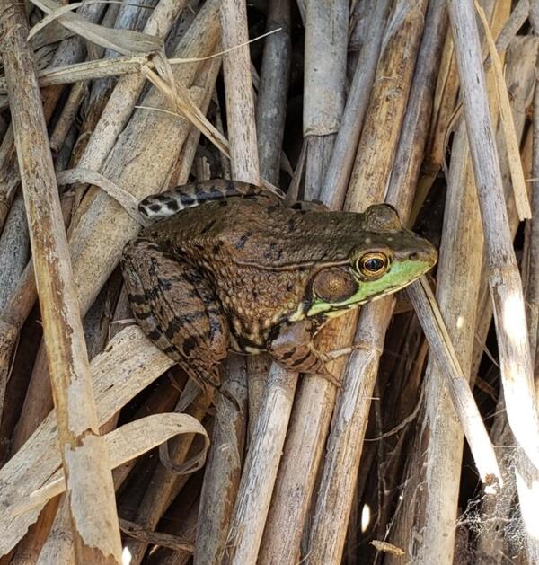A green frog sitting on dead Phragmites stems near Ford Lake in Rawsonville, Michigan