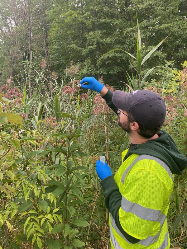 Researcher wearing a yellow jacket samples Joe's Pye Weed while standing in tall vegetation