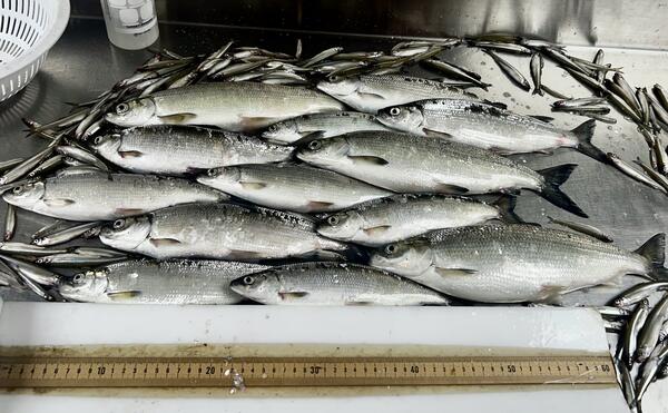 Cisco are arranged on a table with a measuring board