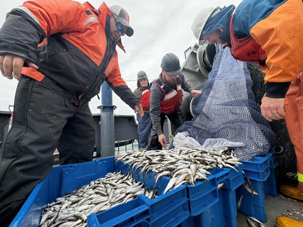 Researchers on the stern of a vessel emptying a trawl net of small fish into bins