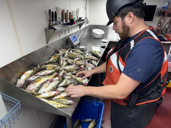 Researcher wearing safety gear sorting prey fish on a steel table onboard the R/V Sturgeon