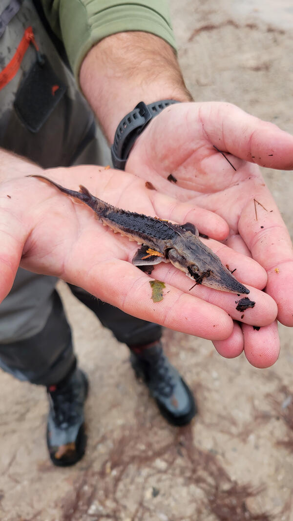 Researcher holds a juvenile lake sturgeon the size of his hand