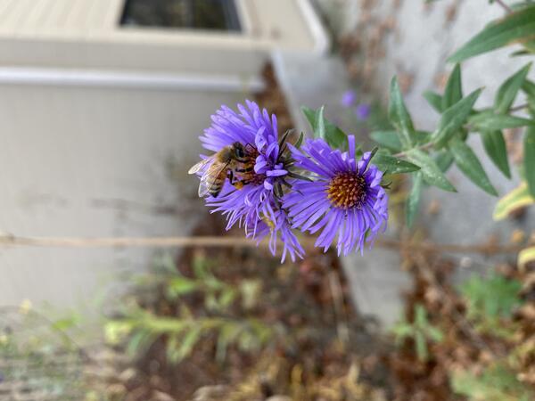 A honey been visiting a pair of purple asters in a garden