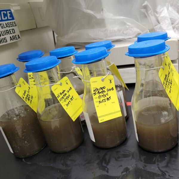 brown water in clear glass bottles with blue lids and yellow ID tags
