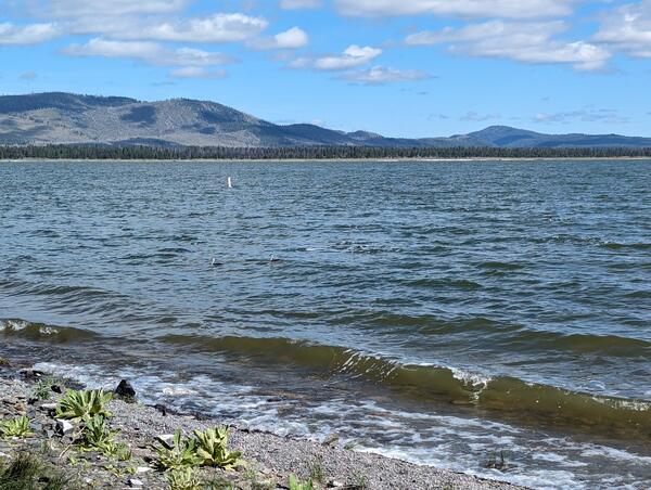 two black and white Grebes bob on blue-green lake waters. Large hills and a blue partly cloudy sky in the distance.