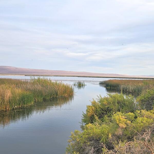 A narrow stream of slow-moving water flows around grasses and brush