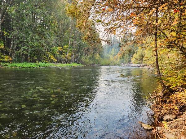 Scenic river view on a cloudy fall day. Clear-green water is lined by trees with leaves turning orange and yellow. 