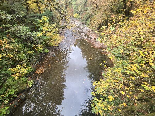 A scenic river view on a fall day. Clear water lined with trees that have bright orange and yellow leaves. Cloudy day