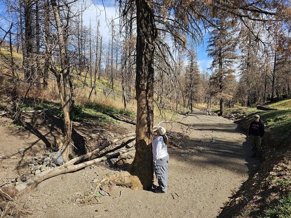 person looks up a tree that sits in a channel surrounded by mud and rocks