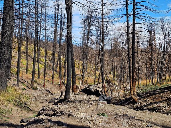 channel filled with boulders and mud surrounded by burned trees