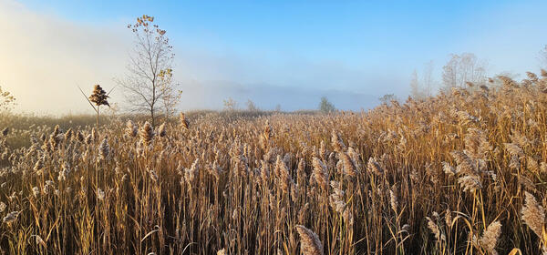 A field covered in Phragmites with a few saplings on a sunny morning.