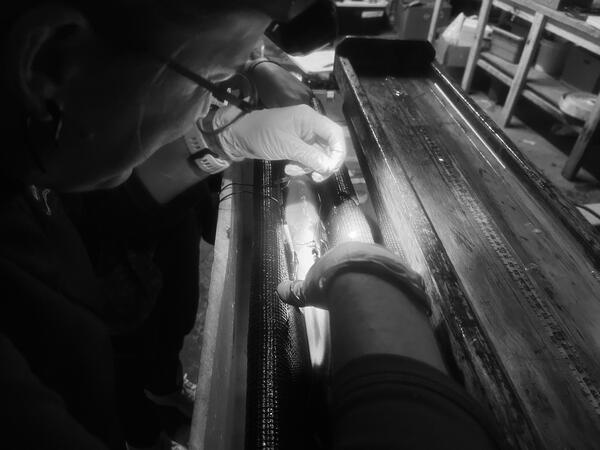 Black and white image of suturing a small fish after implanting a telemetry tag.