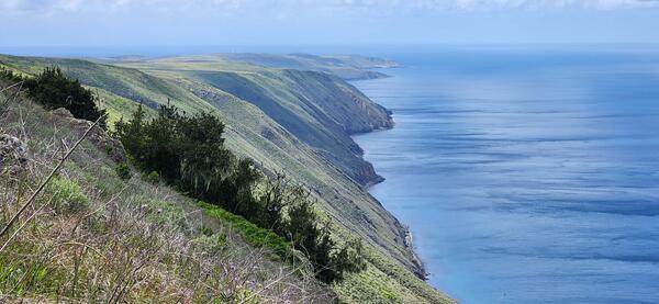 Trees growing on a slope above the ocean on San Clemente Island, CA Channel Island National Park