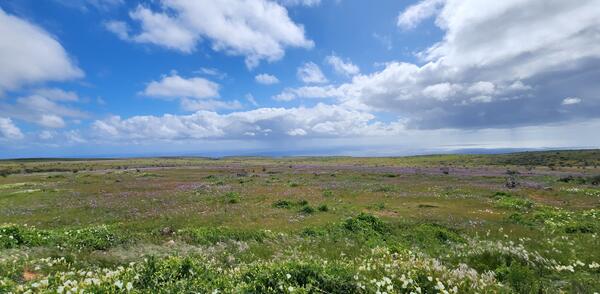 Grasses and native purple and white flowers stretch across a green meadow on San Clemente Island, Channel Islands