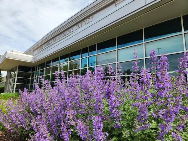 Purple flowers in front of the Maryland-Delaware-Washington, D.C. Water Science Center Baltimore building.