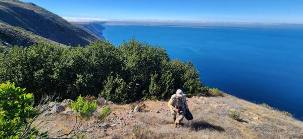 Zoologist Charles Drost walks up a steep hill high above the coast on San Clemente Island, CA