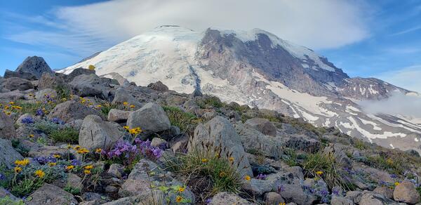 Snowy mountain top with wildflowers in foreground