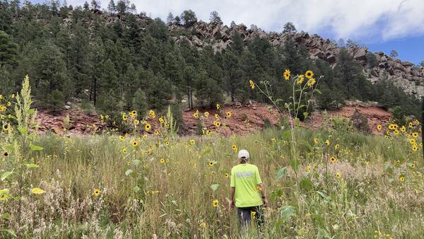 A USGS scientist walks through a field of sunflowers to access a streamgage