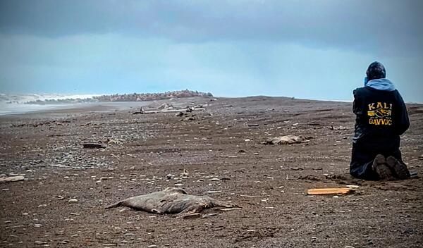 A person kneeling and looking towards a herd of walruses on land.