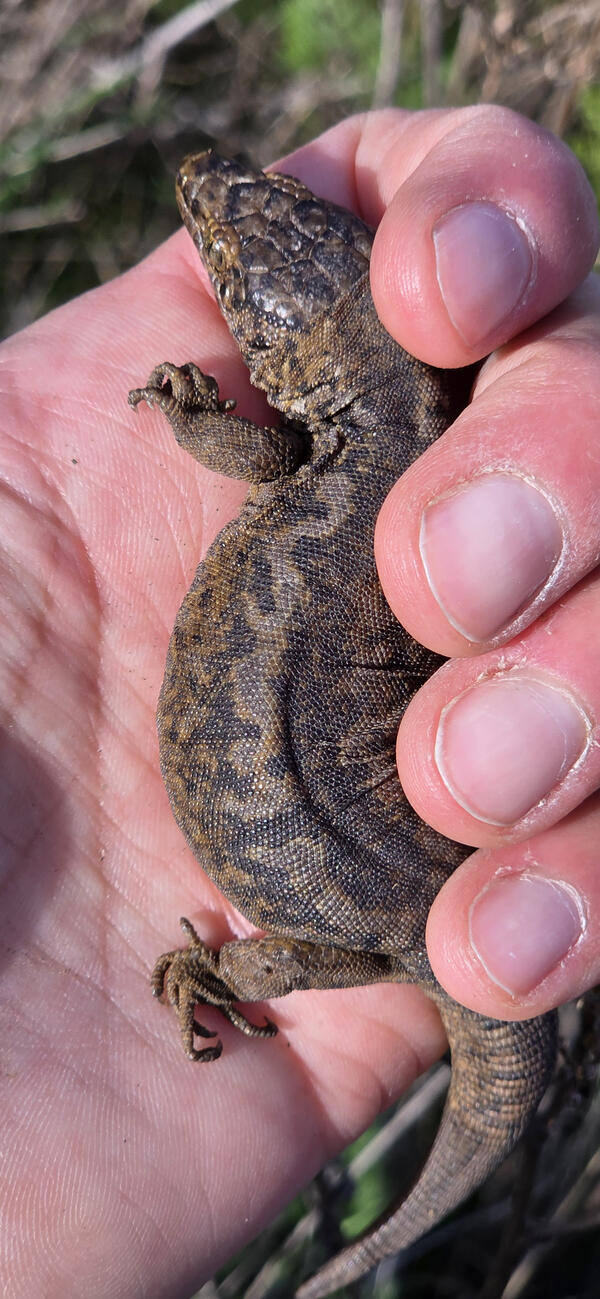 An island night lizard is held in someone's hand during population monitoring