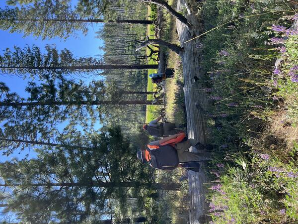 Three scientist carrying equipment through a stand of evergreen trees, heading towards a clearing 