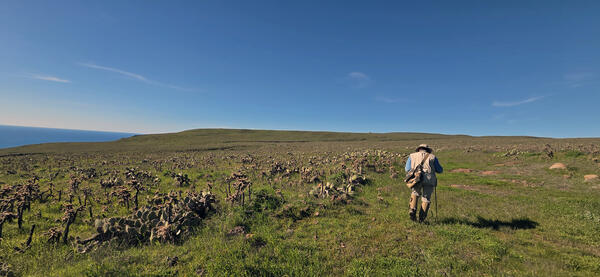 A scientist with a gear bag and hiking pole hikes along San Clemente Island near prickly pear during population monitoring