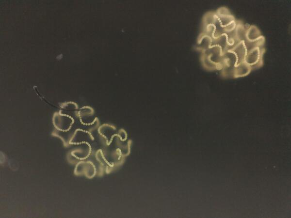 microscope image