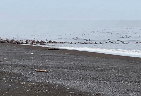 Herd of walrus on a beach and in the water.
