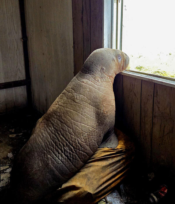 A walrus calf looks out the window of an abandoned building.