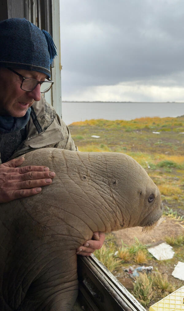 Man and walrus calf look outside a window.