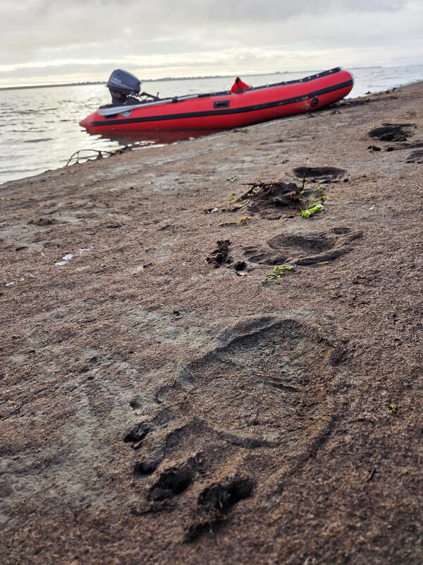 polar bear prints on a sandy beach