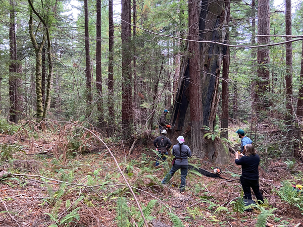 Researchers stand around as they watch sawyers cutting into a leaning redwood snag.
