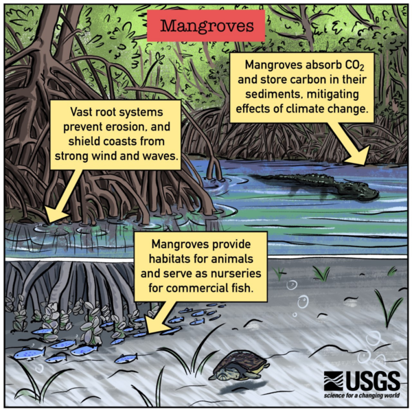 A cartoon style infographic on the ecosystem services provided by Mangroves.