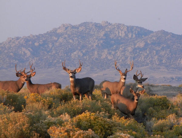 Mule deer (Odocoileus hemionus) in the western United States that are susceptible to chronic wasting disease