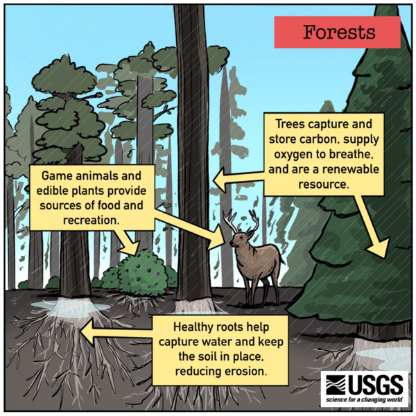 A carton style infographic on the ecosystem services provided by forests.