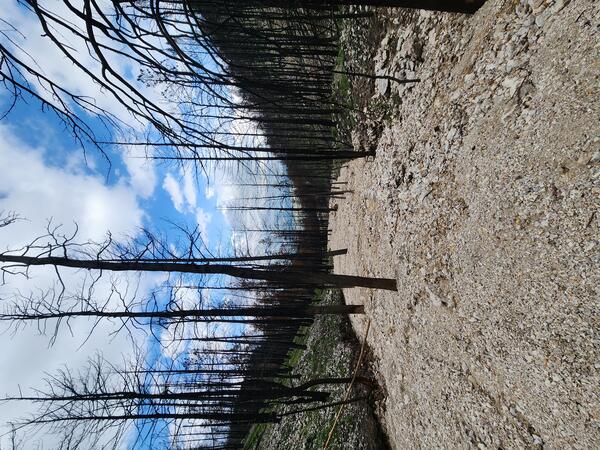 channel filled with mud and other sediment; burned trees within the channel and on the surrounding hillslope