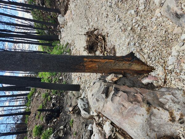 burned tree that has been partially stripped of bark in a sediment-filled channel
