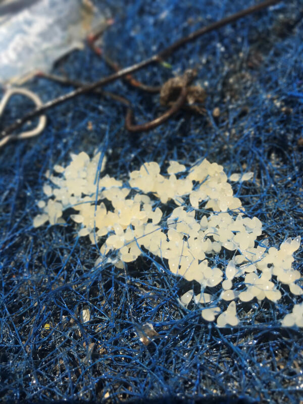Round Goby Eggs Captured in the St. Clair-Detroit River System